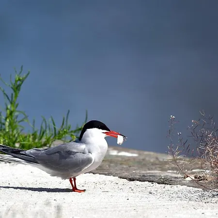 Tatil Evi De Visdief *